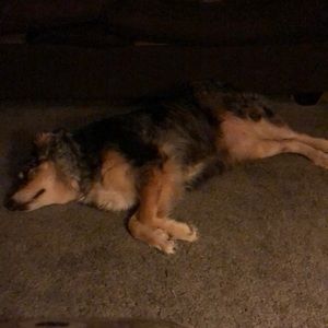 Meet your Posher, Susan